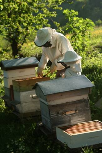 Récolte du miel à La Gasse