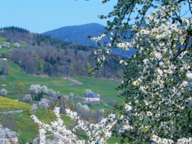 Blooming of cherry trees at \"La Gasse\"