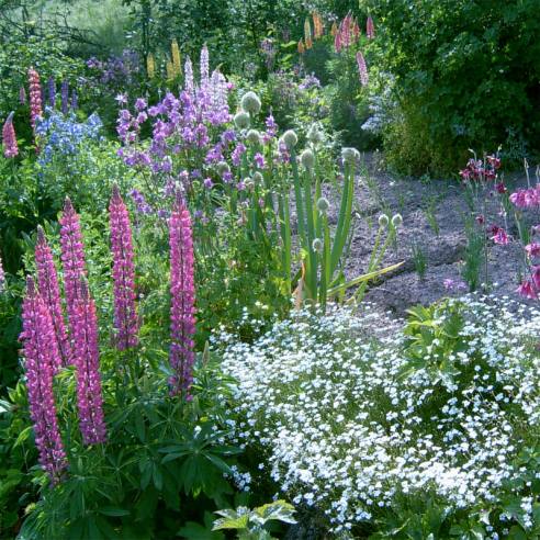 Le potager en fleur !