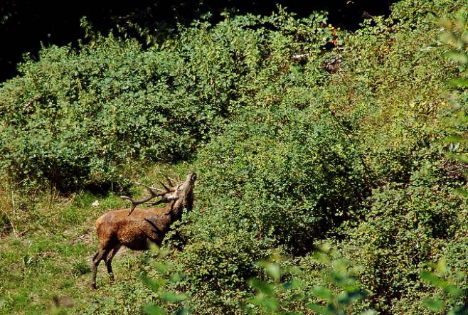 brame du cerf à Fréland