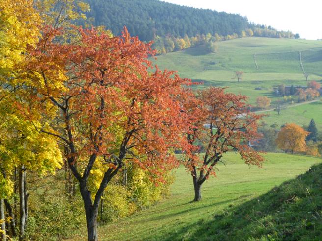 Cherry trees for Kirsch in fall