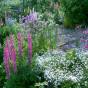 Blooming time in the garden