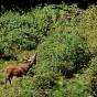 brame du cerf à Fréland