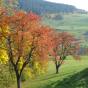 Cerisiers à kirsch en automne