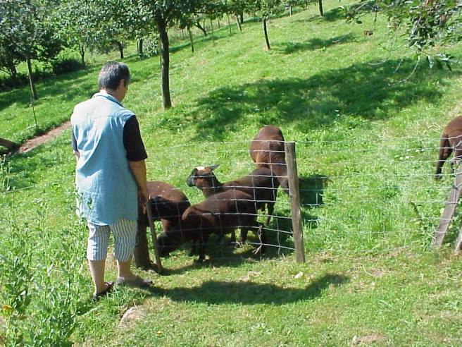 Les moutons dans le verger