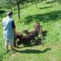 Sheep in the orchard