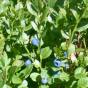 Blueberries in undergrowth from the surroundings to the \